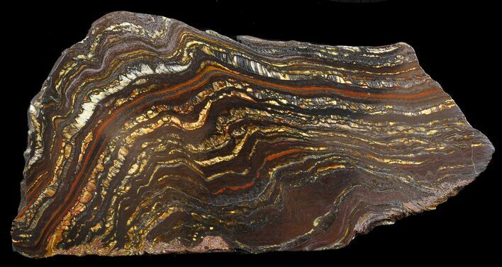 Polished Tiger Iron Stromatolite - ( Billion Years) #46645